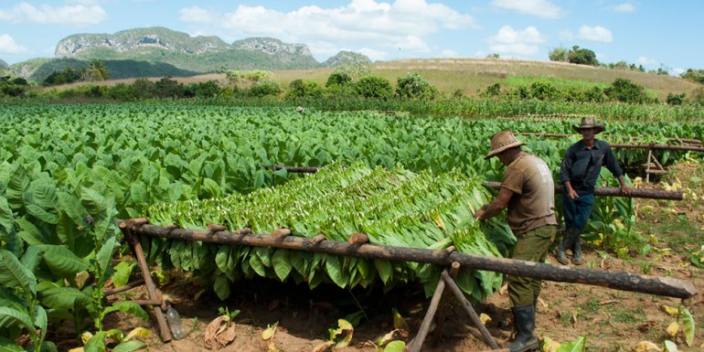 Plantaciones de tabaco en el Valle de Viñales